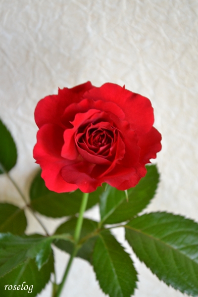 20250628 プランタジネット バラ ブログ ロサオリエンティス タイプ0 2番花 開花 画像 roselog