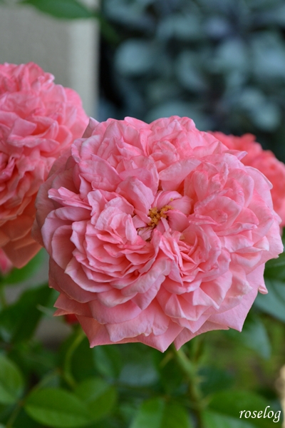 20250628 ライフ バラ ブログ ロサオリエンティス タイプ0 2番花 6月 開花 花径7cm roselog