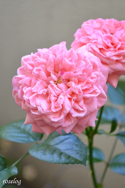 20250628 ライフ バラ ブログ ロサオリエンティス タイプ0 2番花 6月 開花 花径7cm roselog