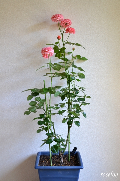 20250628 ライフ バラ ブログ ロサオリエンティス タイプ0 2番花 6月 開花 鉢植え 8号角鉢 樹高80cm強 roselog