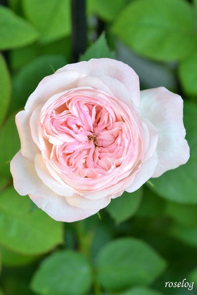20250629 シャルドネ バラ パティオローズ 2番花 6月 開花 画像 roselog