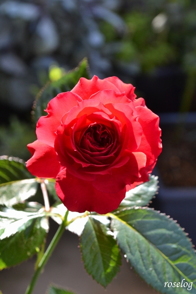 20250629 プランタジネット バラ ブログ ロサオリエンティス タイプ0 2番花 開花 花径5cm 画像 roselog