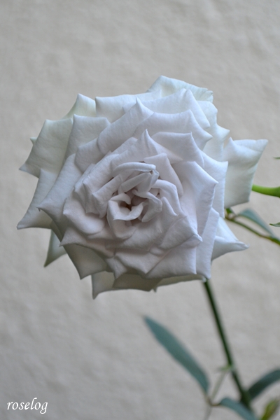 20250630 ポルトブルー バラ ブログ ロサオリエンティス タイプ0 6月 2番花 開花 画像 roselog