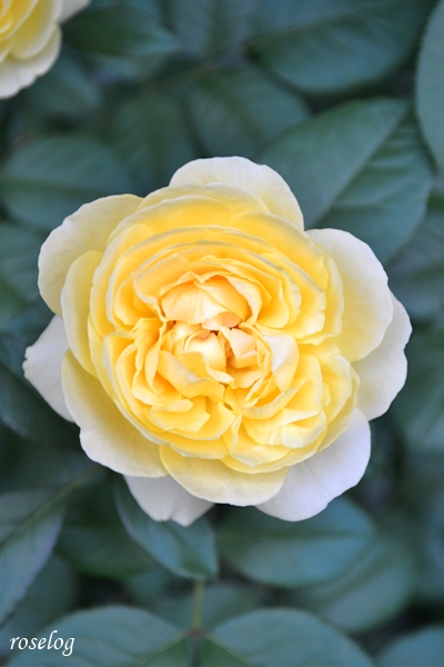 20250702 シューセルクル バラ ブログ 吉池貞蔵 7月 開花 画像 roselog