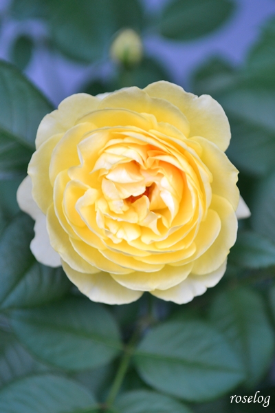 20250702 シューセルクル バラ ブログ 吉池貞蔵 7月 開花 画像 roselog