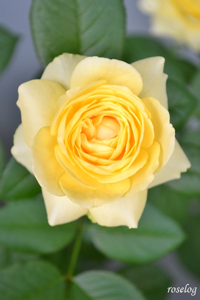 20250702 シューセルクル バラ ブログ 吉池貞蔵 7月 開花 画像 roselog
