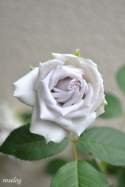 20250702 ポルトブルー バラ ブログ ロサオリエンティス タイプ0 7月 2番花 開花 画像 roselog