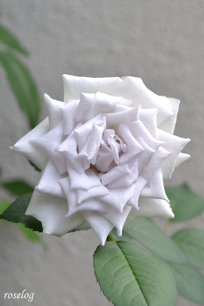 20250703 ポルトブルー バラ ブログ ロサオリエンティス タイプ0 7月 2番花 開花 画像 roselog