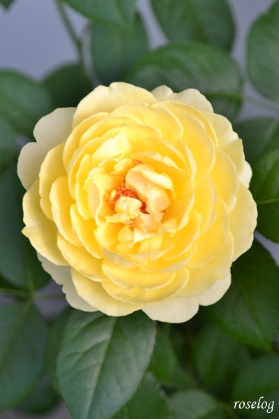 20250704 シューセルクル バラ ブログ 吉池貞蔵 7月 開花 画像 roselog