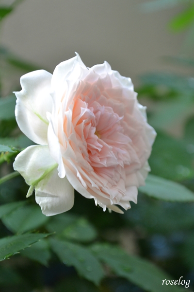 20250704 パシュミナ バラ ブログ コルデス 夏 7月 2番花 開花 画像 roselog