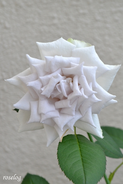 20250704 ポルトブルー バラ ブログ ロサオリエンティス タイプ0 7月 2番花 開花 画像 roselog