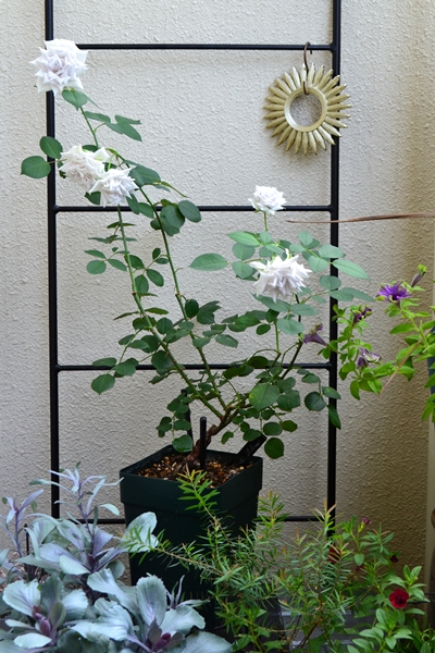 20250704 ポルトブルー バラ ブログ ロサオリエンティス タイプ0 7月 2番花 開花 鉢植え 樹高60cm弱 6号角鉢 葉牡丹 ベランダ ガーデニング 夏 画像 roselog