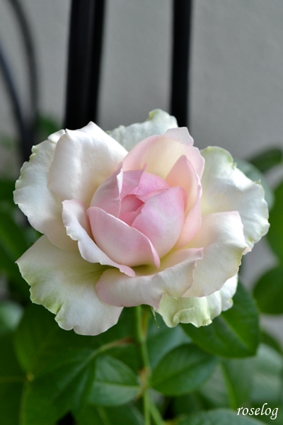 20250704 ロクサーヌ バラ ブログ ロサオリエンティス タイプ0 7月 2番花 開花 画像 roselog