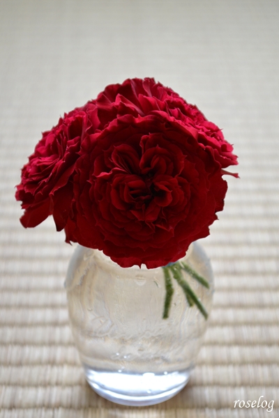 20250705 プランタジネット バラ ブログ ロサオリエンティス タイプ0 7月 夏 開花 切花 薔薇 畳 画像 roselog