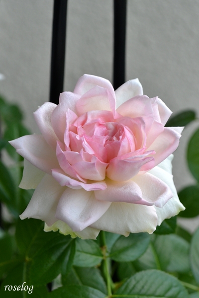 20250705 ロクサーヌ バラ ブログ ロサオリエンティス タイプ0 7月 2番花 開花 画像 roselog