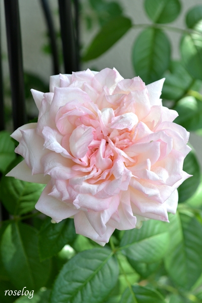 20250706 ロクサーヌ バラ ブログ ロサオリエンティス タイプ0 7月 2番花 開花 画像 roselog