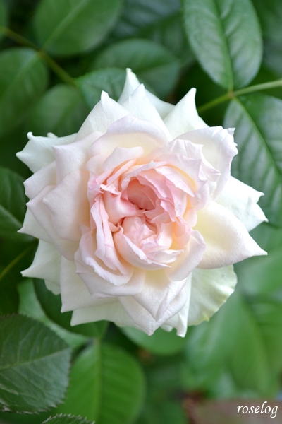 20250706 ロクサーヌ バラ ブログ ロサオリエンティス タイプ0 7月 2番花 開花 画像 roselog
