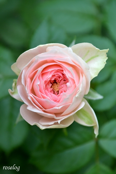 20250707 パシュミナ バラ ブログ コルデス 2番花 ディープ カップ咲き 7月 開花 画像 roselog