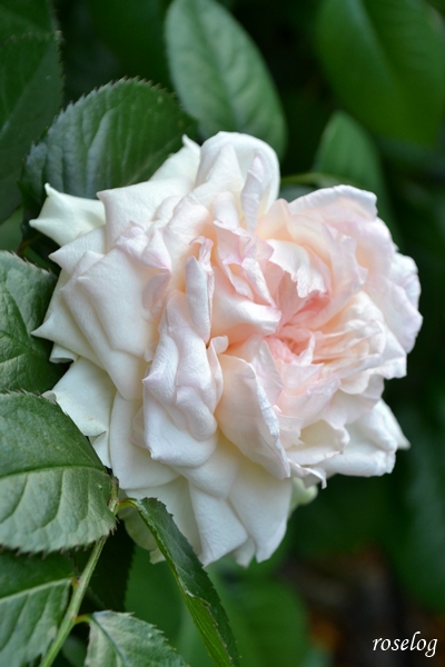 20250707 ロクサーヌ バラ ブログ ロサオリエンティス タイプ0 7月 2番花 開花 画像 roselog