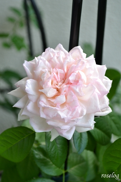20250708 ロクサーヌ バラ ブログ ロサオリエンティス タイプ0 7月 2番花 開花 画像 roselog