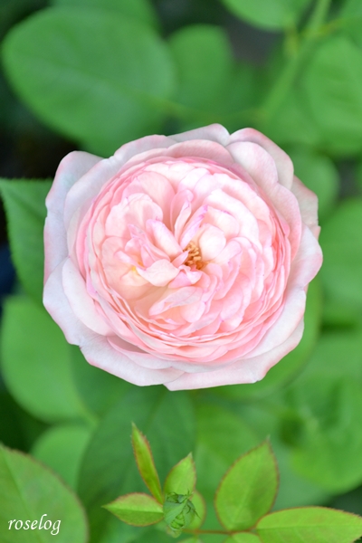 20250709 シャルドネ バラ ブログ パティオローズ 小川宏 7月 2番花 開花 画像 roselog