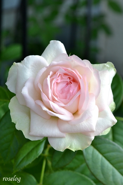 20250710 ロクサーヌ バラ ブログ ロサオリエンティス タイプ0 7月 2番花 開花 画像 roselog