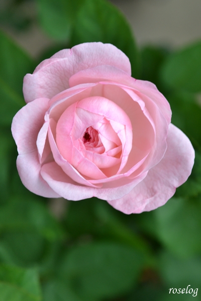 20250712 シャルドネ バラ ブログ パティオローズ 小川宏 7月 2番花 蕾 画像 roselog