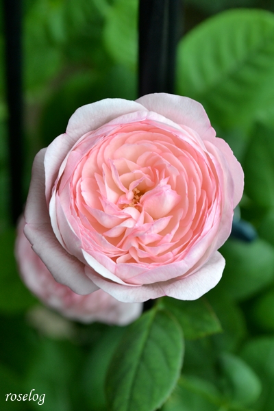 20250712 シャルドネ バラ ブログ パティオローズ 小川宏 7月 2番花 開花 花径4-5cm 画像 roselog