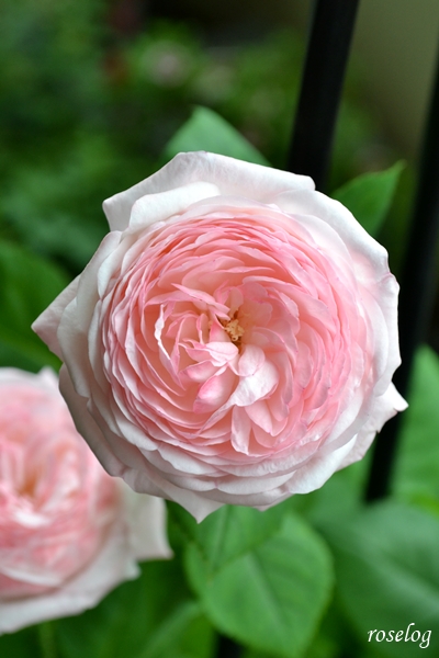 20250712 シャルドネ バラ ブログ パティオローズ 小川宏 7月 2番花 開花 花径4-5cm 画像 roselog