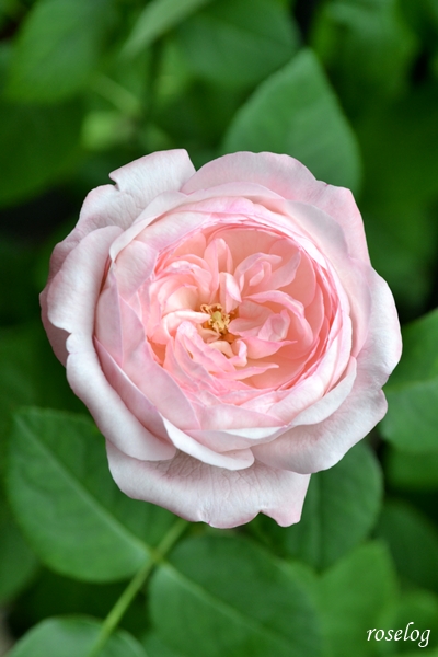 20250712 シャルドネ バラ ブログ パティオローズ 小川宏 7月 2番花 開花 蕊 花径4-5cm 画像 roselog