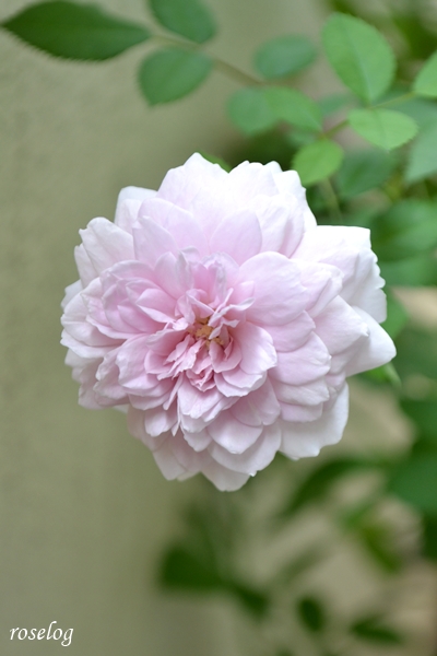 20250712 レイニーブルー バラ ブログ 7月 2番花 開花 画像 roselog