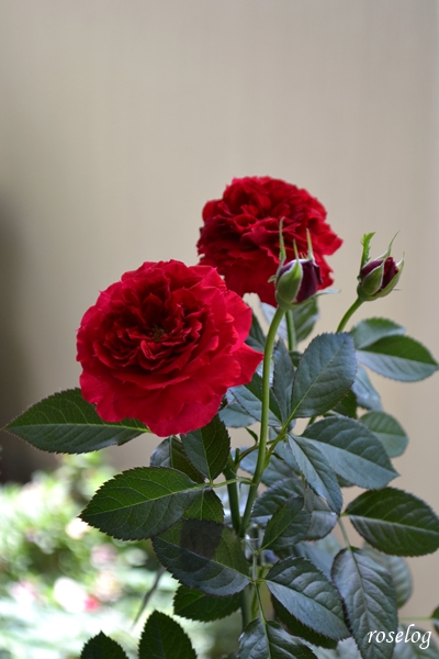 20250719 プランタジネット バラ ブログ ロサオリエンティス タイプ0 バラの家 7月 2番花 開花 画像 roselog