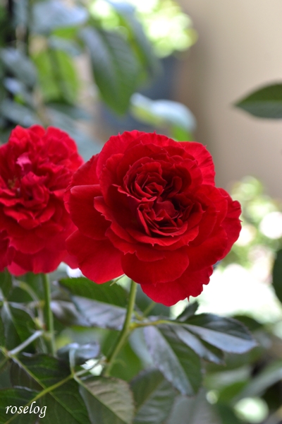 20250719 プランタジネット バラ ブログ ロサオリエンティス タイプ0 バラの家 7月 2番花 開花 画像 roselog