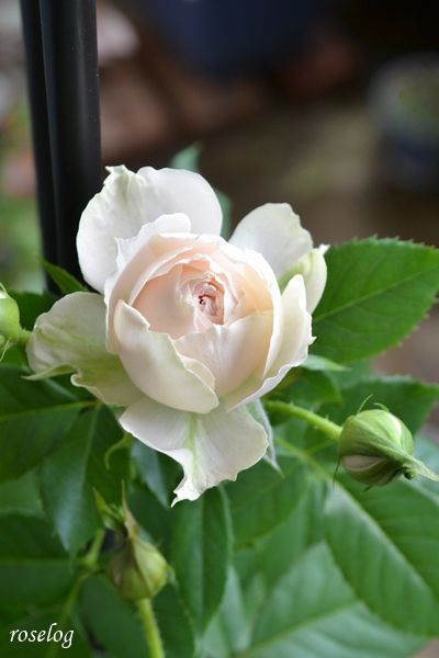 20250914 パシュミナ バラ ブログ 秋 9月 開花 画像 roselog
