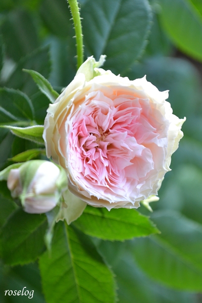 20250917 パシュミナ バラ ブログ 秋 9月 開花 画像 roselog