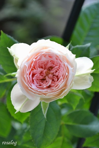 20250917 パシュミナ バラ ブログ 秋 9月 開花 画像 roselog