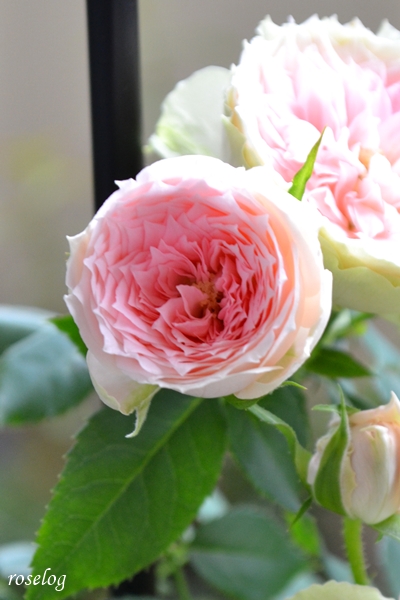20250917 パシュミナ バラ ブログ 秋 9月 開花 画像 roselog
