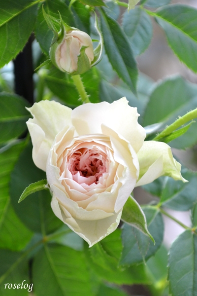20250918 パシュミナ バラ ブログ 秋 9月 開花 画像 roselog