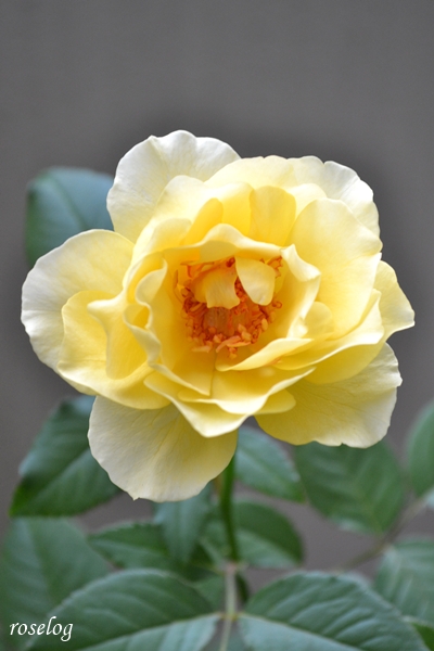 20250919 シューセルクル バラ ブログ 秋 9月 開花 画像 roselog
