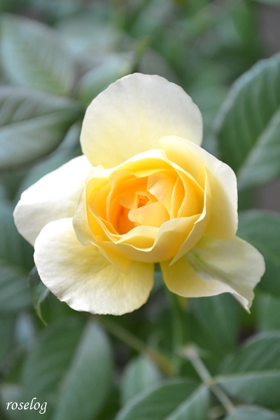 20250919 シューセルクル バラ ブログ 秋 9月 開花 画像 roselog