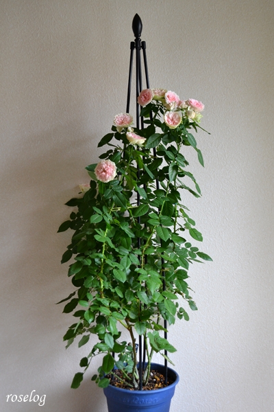 20250920 パシュミナ バラ ブログ トピアリースティック 仕立て 秋 開花 9月 鉢植え 樹高90cm 画像 roselog