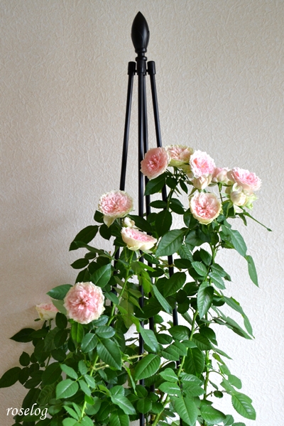 20250920 パシュミナ バラ ブログ トピアリースティック 仕立て 秋 開花 9月 鉢植え 画像 roselog