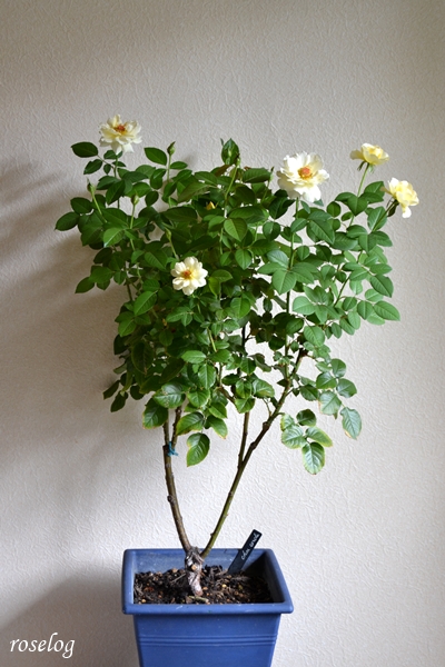 20250921 シューセルクル バラ ブログ 秋 9月 開花 鉢植え 樹高70cm 8号角鉢 画像 roselog