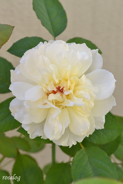 20250925 メーヴェ バラ ブログ アップルローゼス 秋 9月 開花 花径6-7cm 画像 roselog