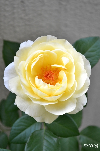 20250926 シューセルクル バラ ブログ フラワーデコレーター永島 吉池貞蔵 9月 秋 開花 画像 roselog