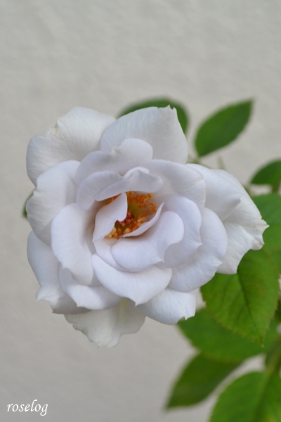 20250926 ポルトブルー バラ ブログ ロサオリエンティス タイプ0 秋 9月 開花 画像 roselog