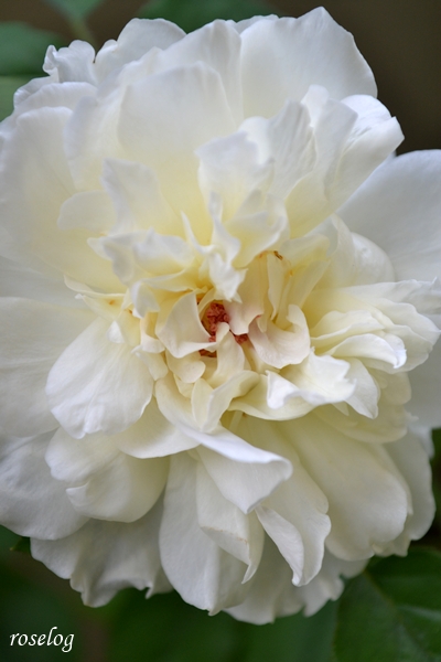 20250926 メーヴェ バラ ブログ アップルローゼス 秋 9月 開花 花径7cm 画像 roselog