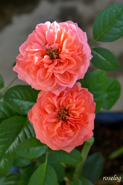 20250926 ライフ バラ ブログ ロサオリエンティス タイプ0 秋 9月 開花 画像 roselog