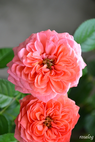 20250926 ライフ バラ ブログ ロサオリエンティス タイプ0 秋 9月 開花 画像 roselog