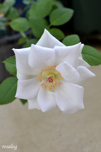 20250927 ポルトブルー バラ ブログ ロサオリエンティス タイプ0 秋 9月 シベ 蕊 開花 画像 roselog